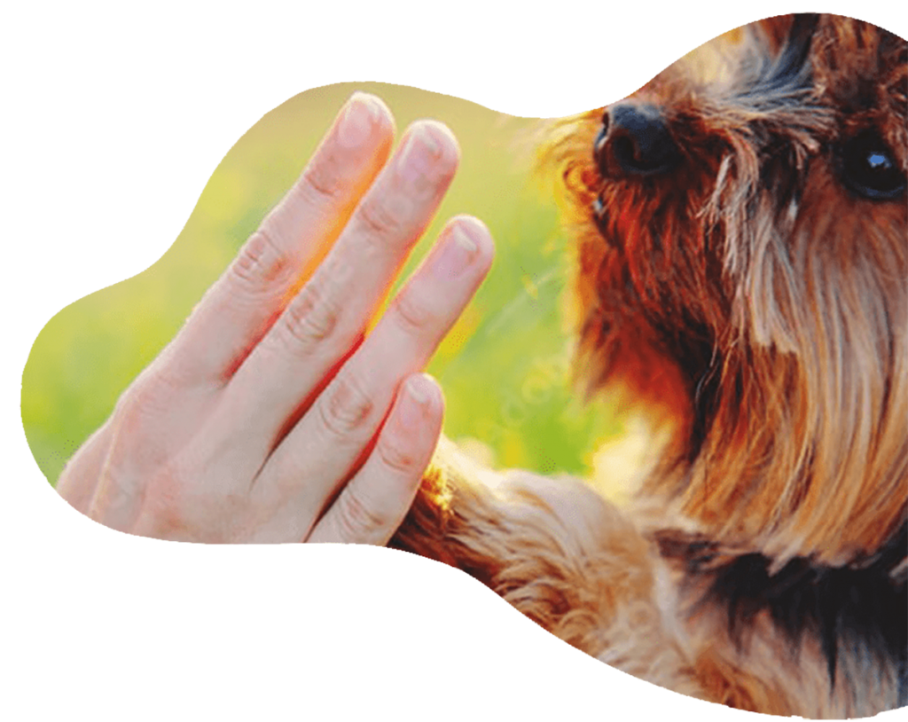 dog reaching out to touch a dog trainers hand