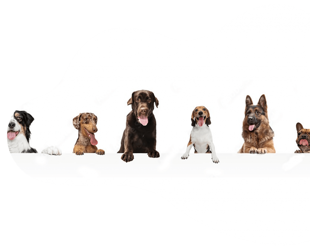 well trained dogs posing for scenes in films