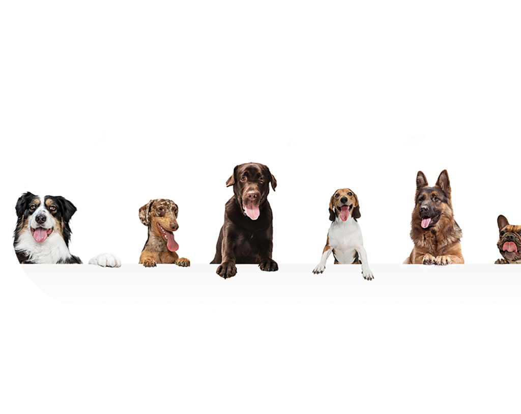 Dogs Film1 Our Services 23