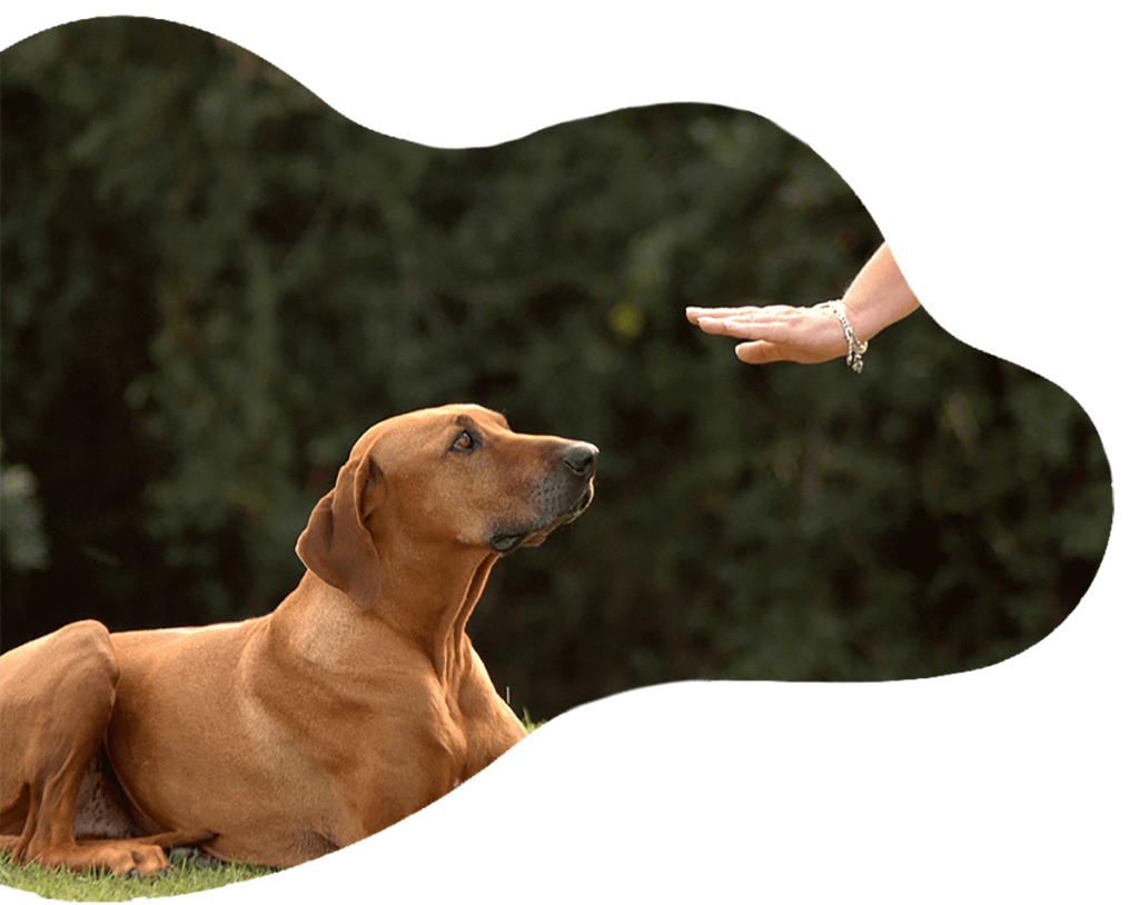 dog getting trained by a perth dog trainer