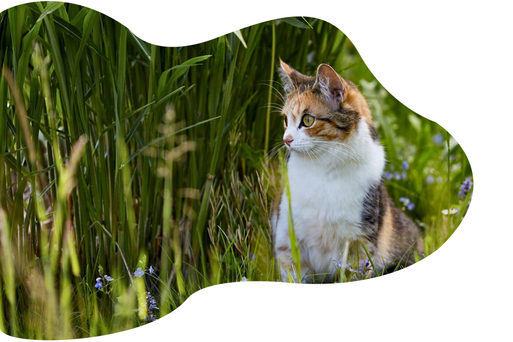 Allbreeds Cattery