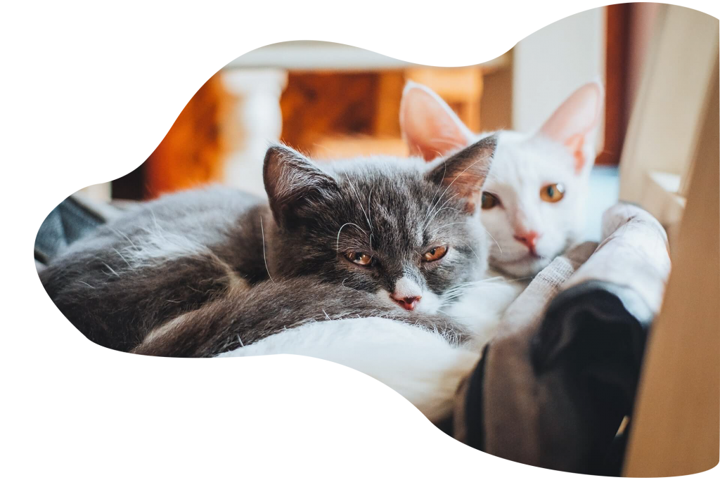 Allbreeds Cattery