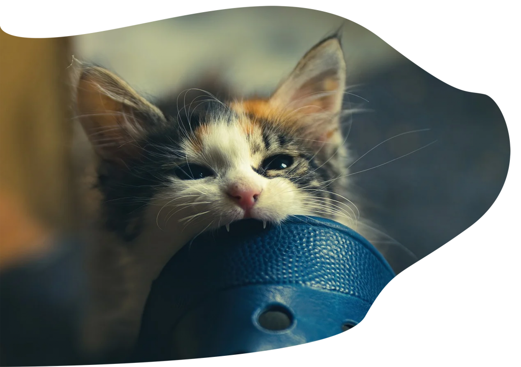 small cat chewing on a blue toy at cattery