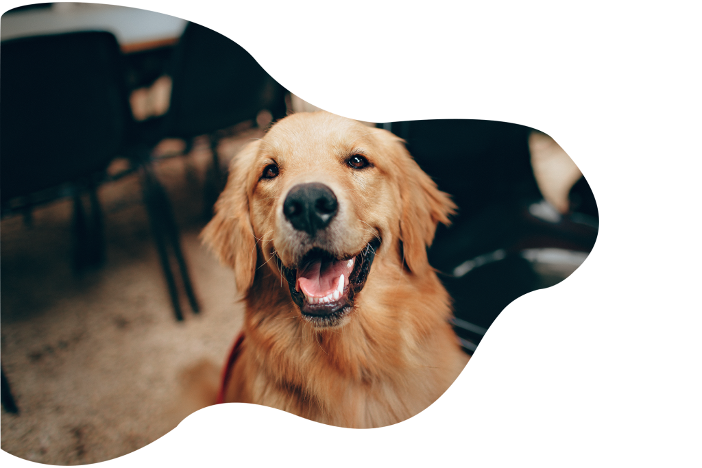 dog trainer in perth