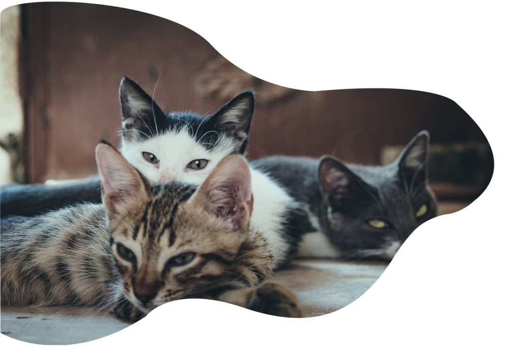 Cattery