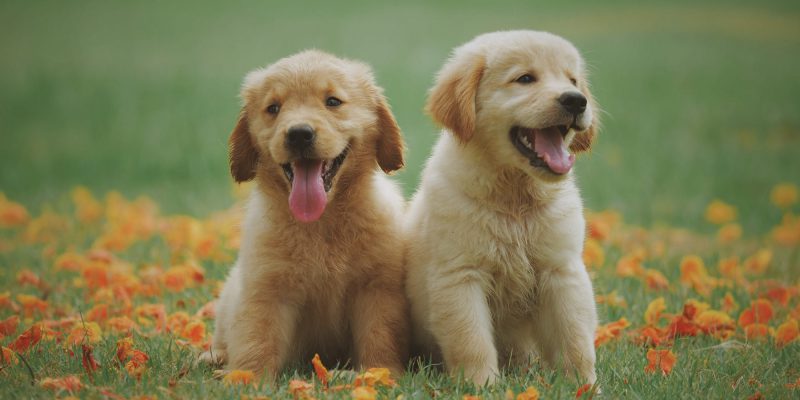 two golden puppies sitting down on grass smiling