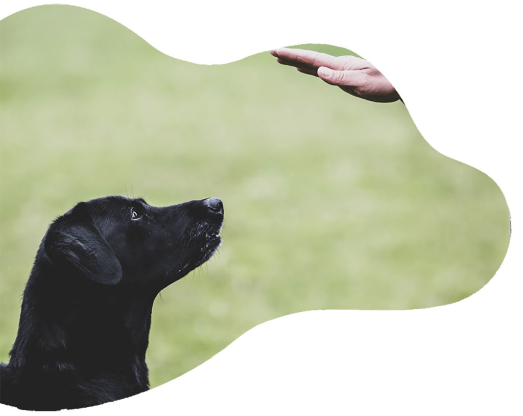 perth dog training