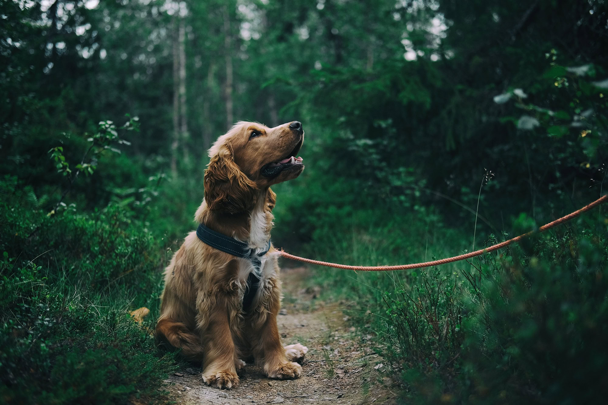 Dog Trainer Perth