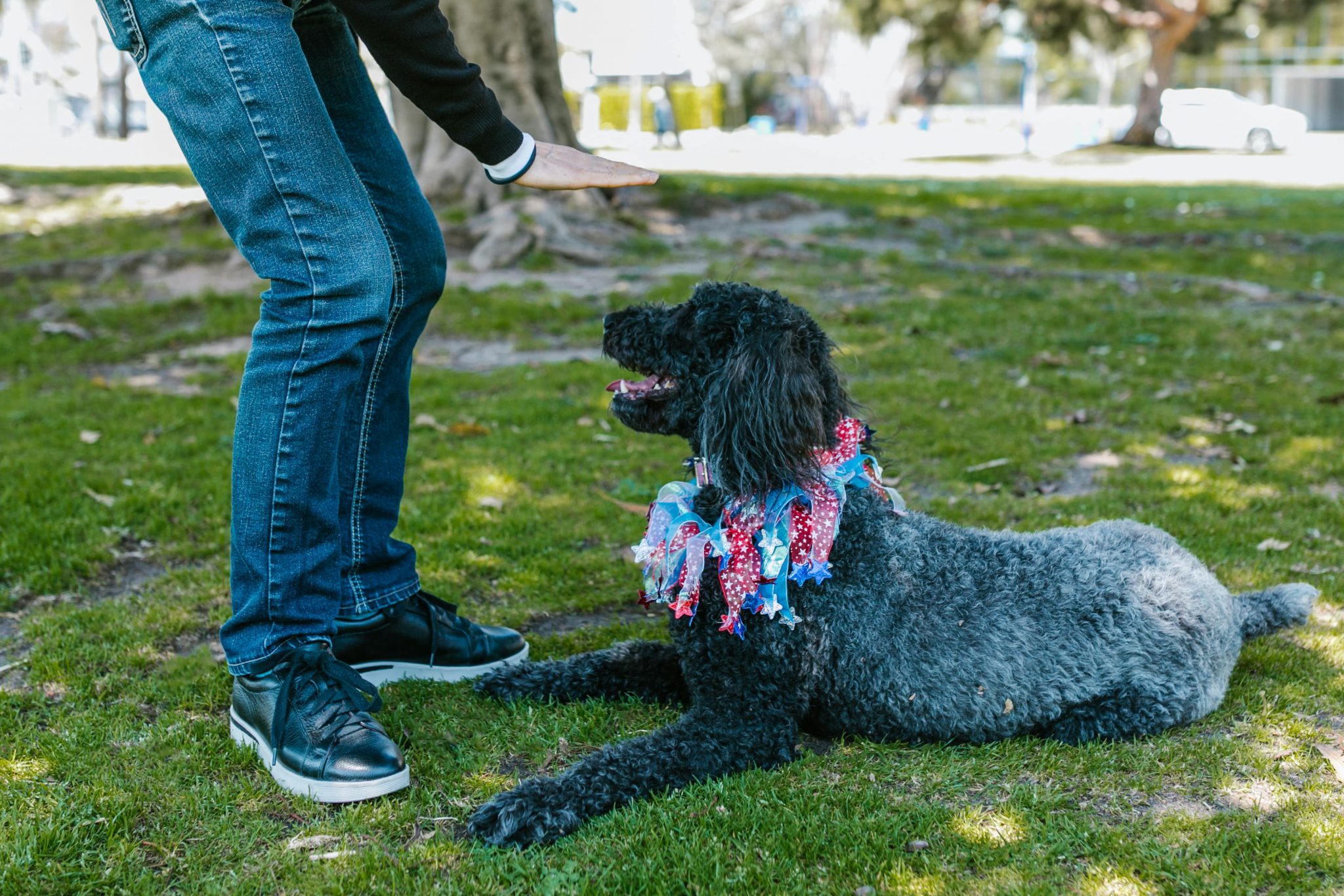 Dog trainer Perth
