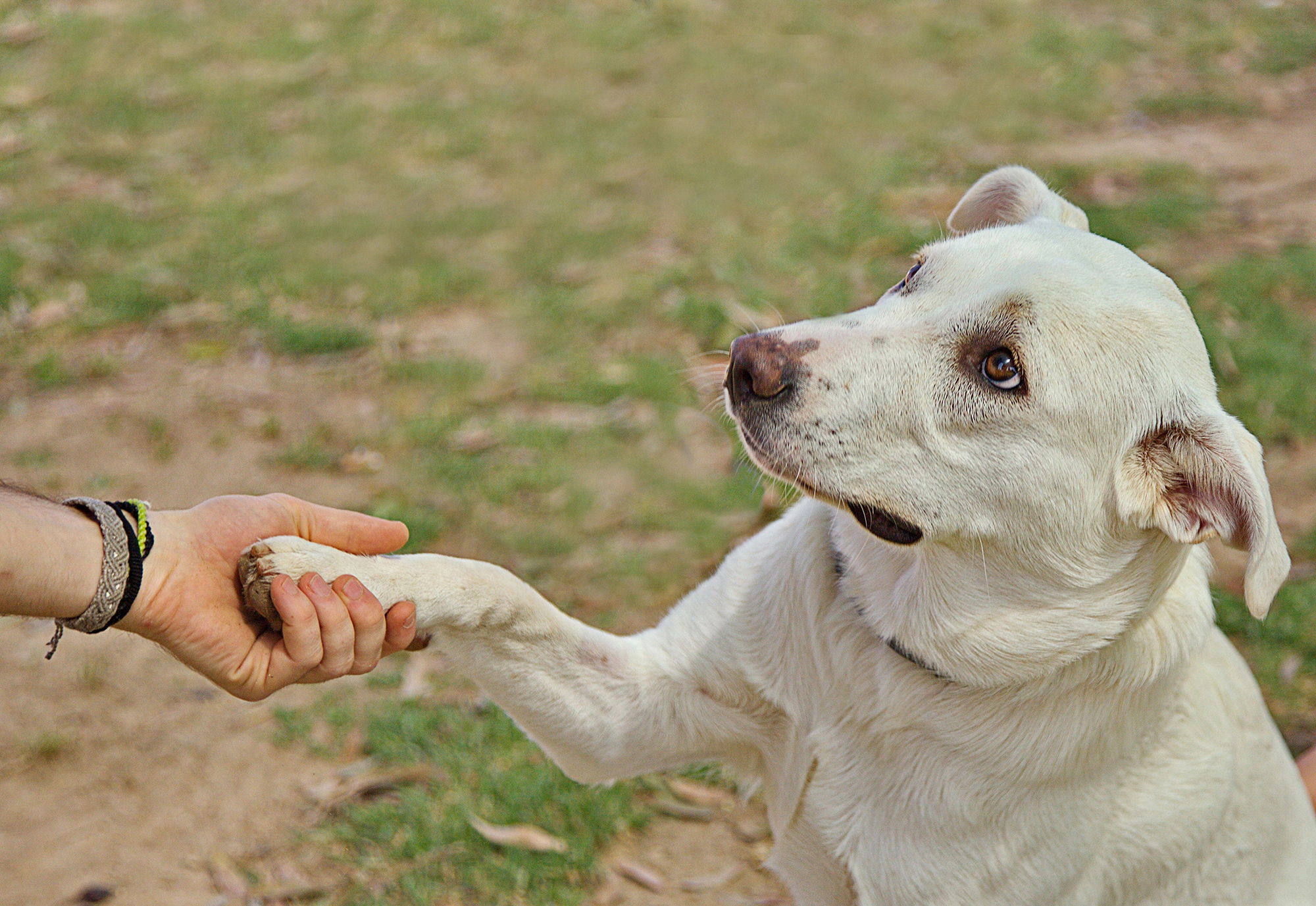 white dog shaking hands with owner