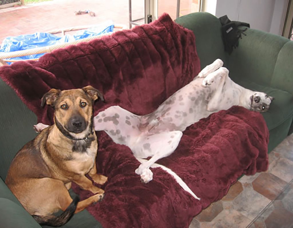 two well behaved dogs trained by allbreeds sitting on a coach