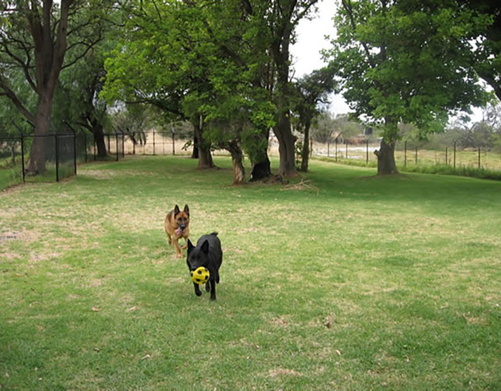 two dogs running and playing on grass