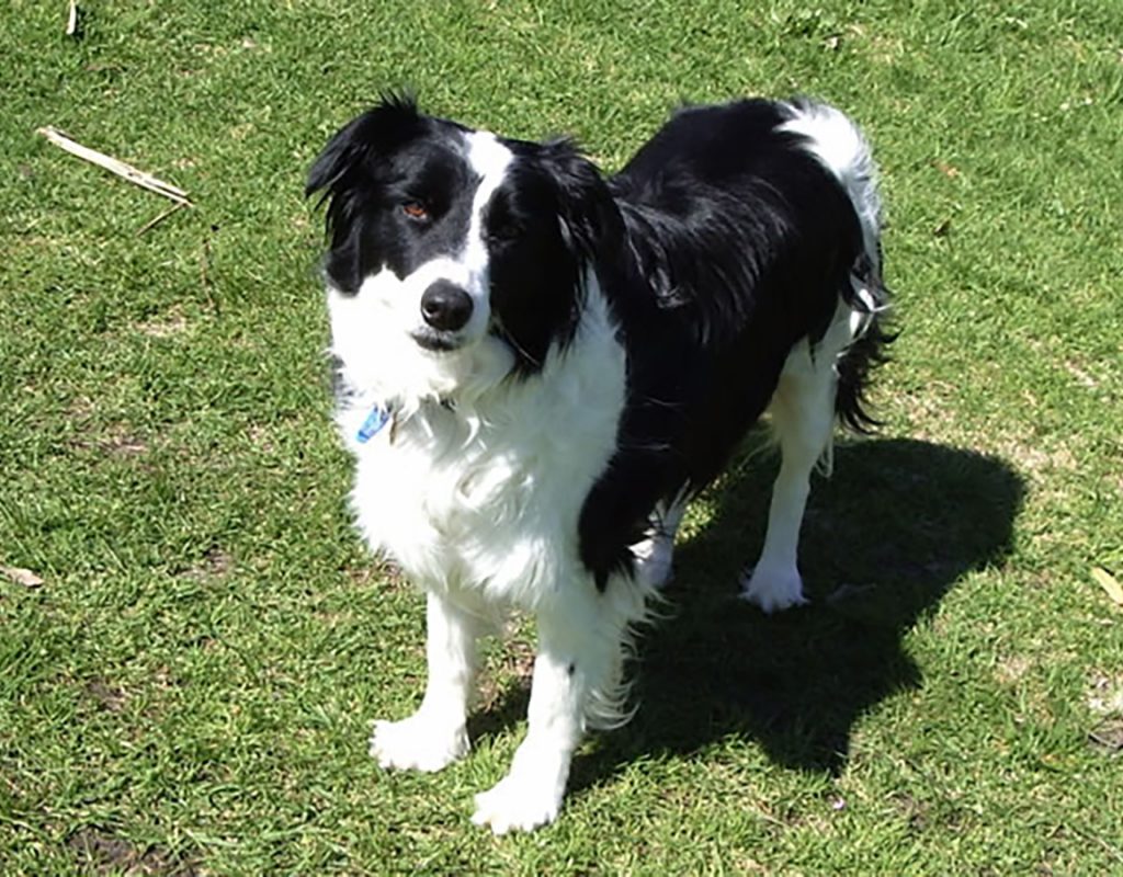 black and white dog standing on grass