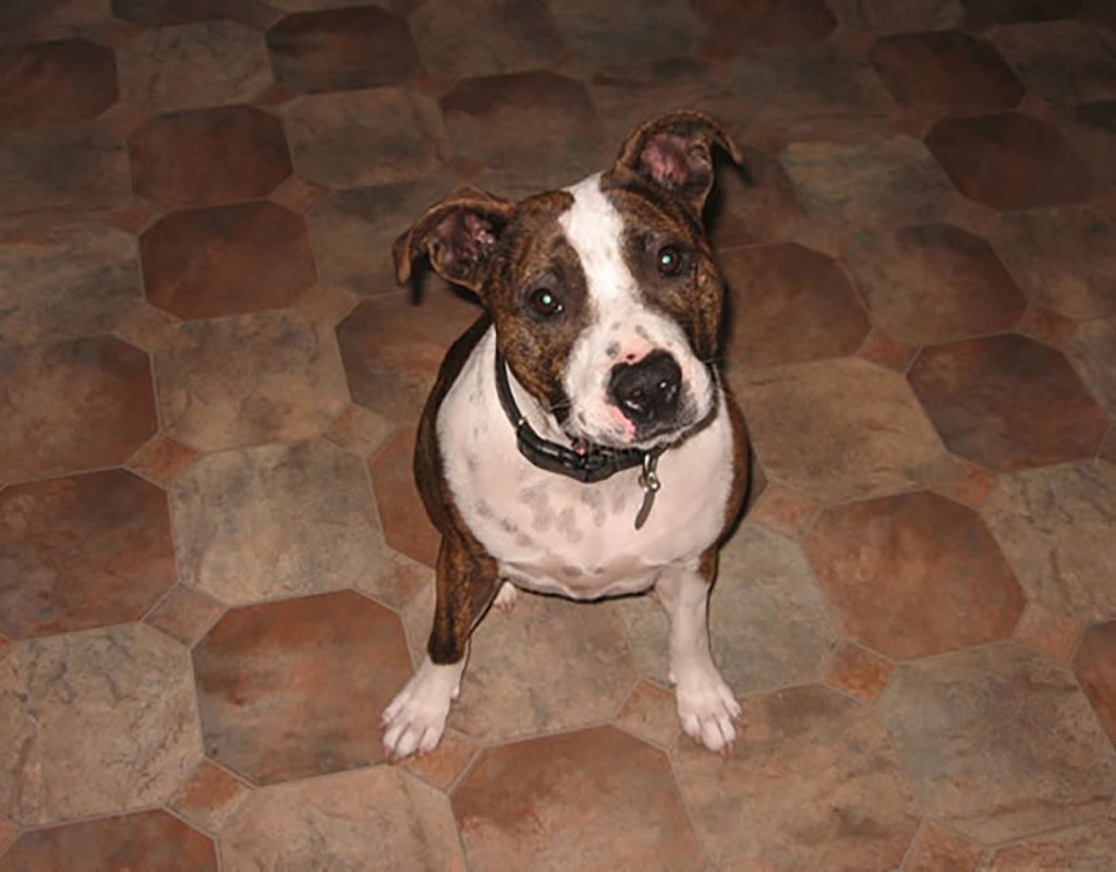 brown and white dog looking up at camera
