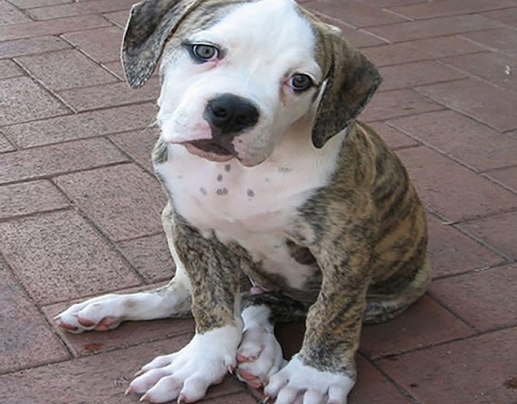 puppy sitting on the ground at allbreeds