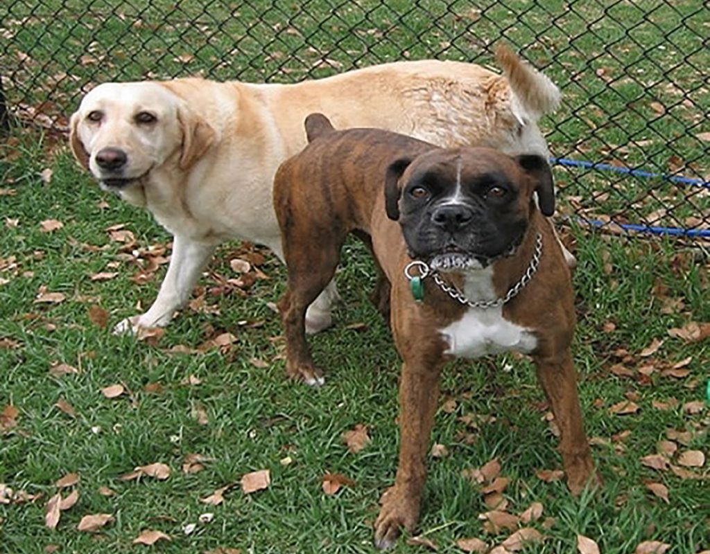 two adult dogs standing on grass at allbreeds k9 bootcamp