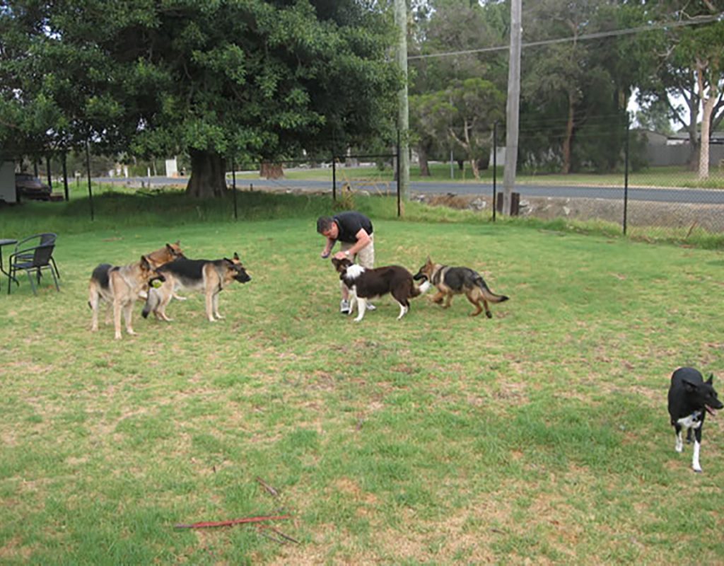 allbreeds dog training in progress