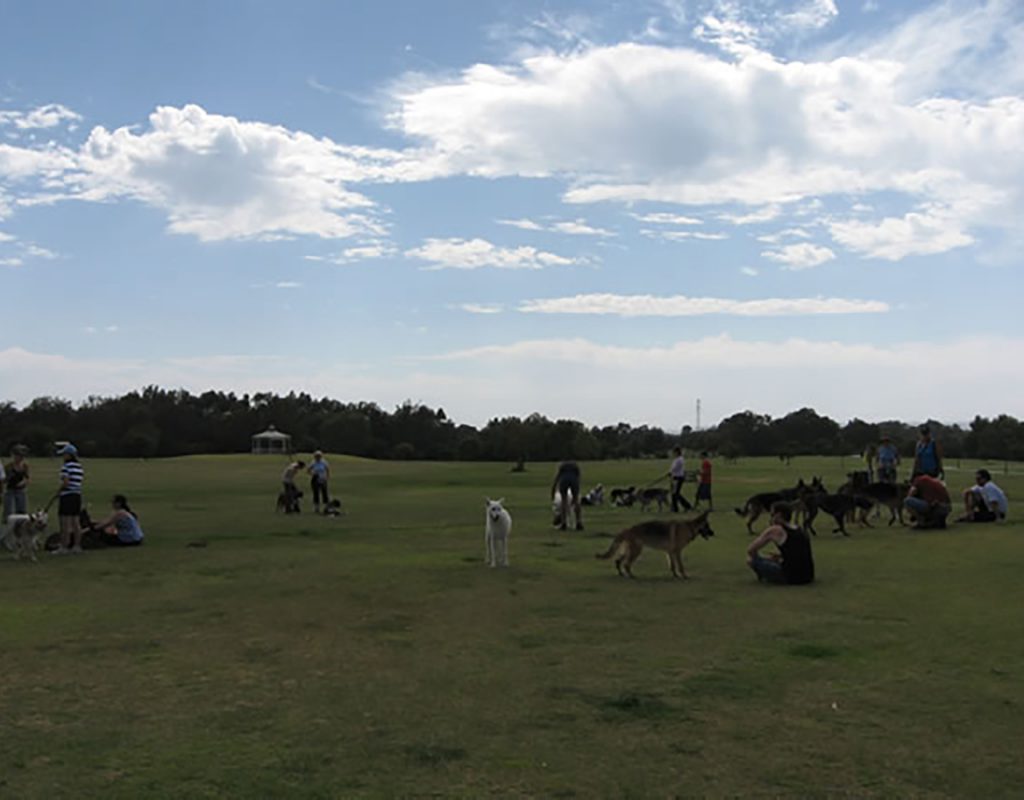 group dog training session at allbreeds