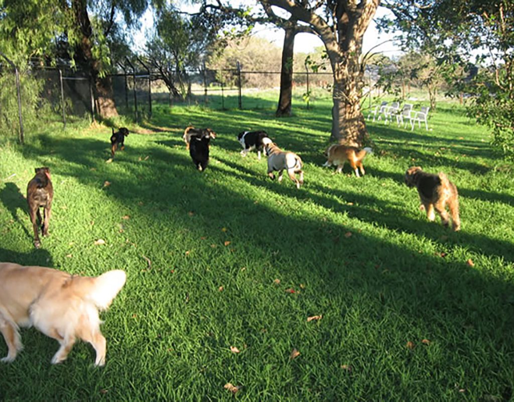 dogs playing at allbreeds dog training perth