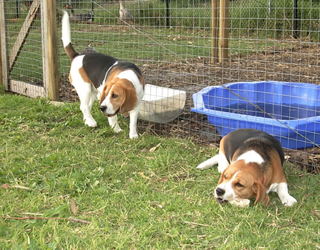 two tired dogs relaxing whilst at dog training