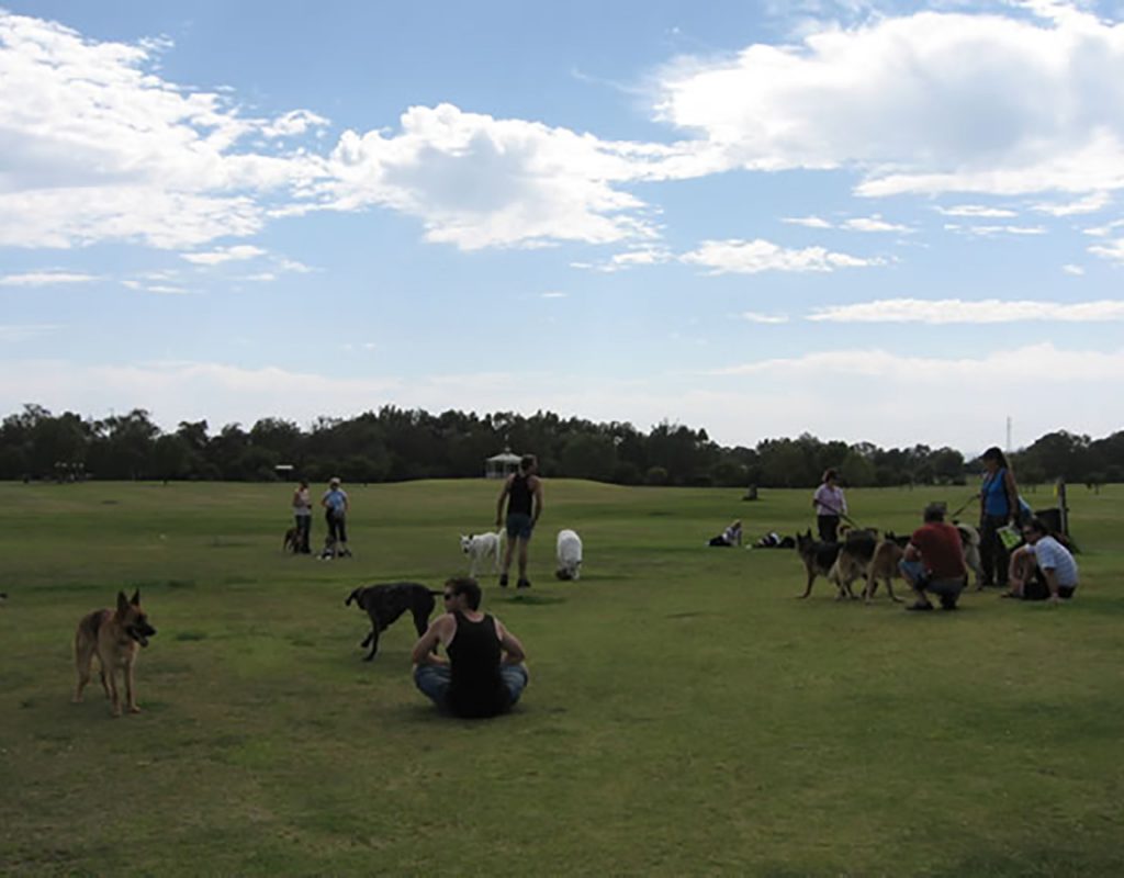 allbreeds group dog training session