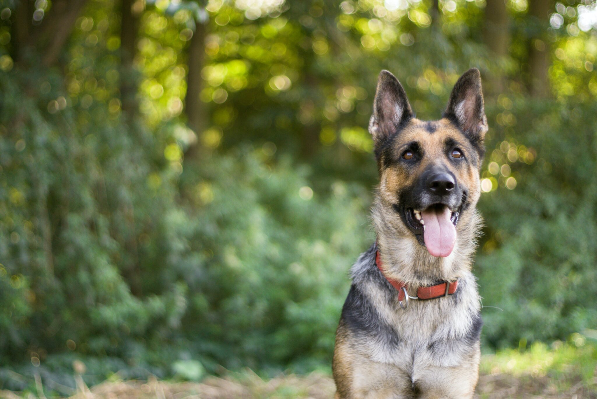 allbreeds dog behaviour specialist What is a Dog Behaviour Specialist? 1 well behaved dog sitting in a wooded area