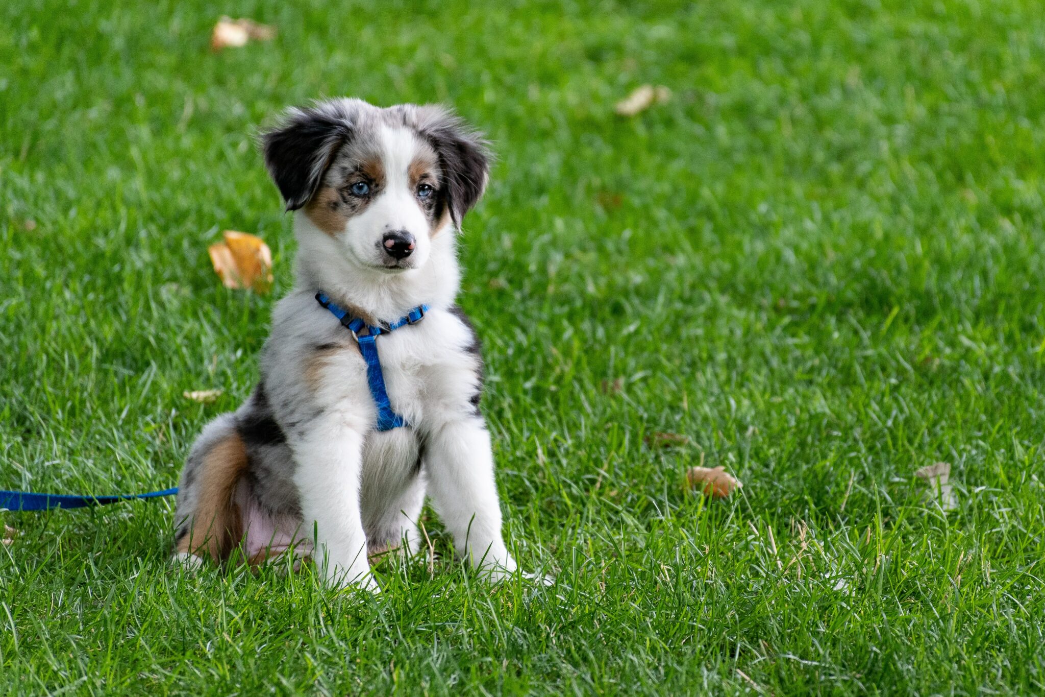 puppy with blue eyes sitting on bright grass