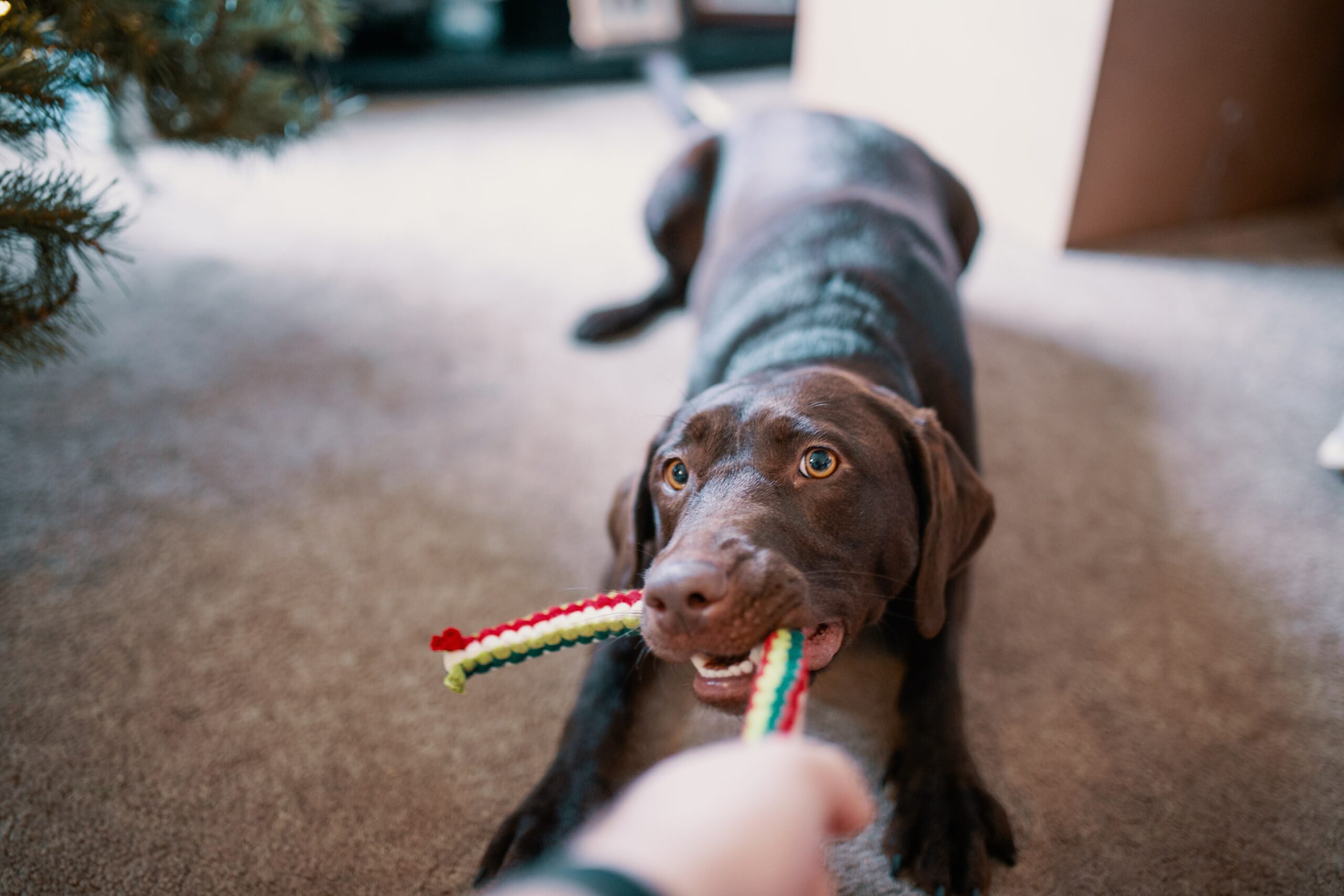 brown dog tugging on a toy held by their owner