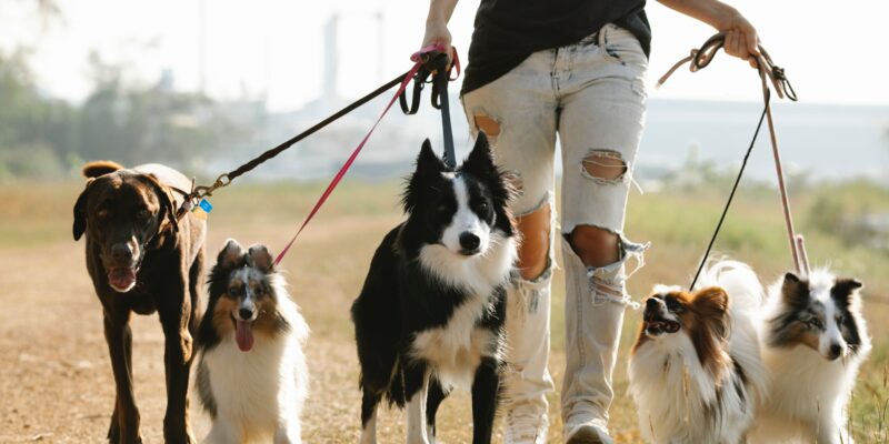 dog walker taking five dogs for a walk on a grass road