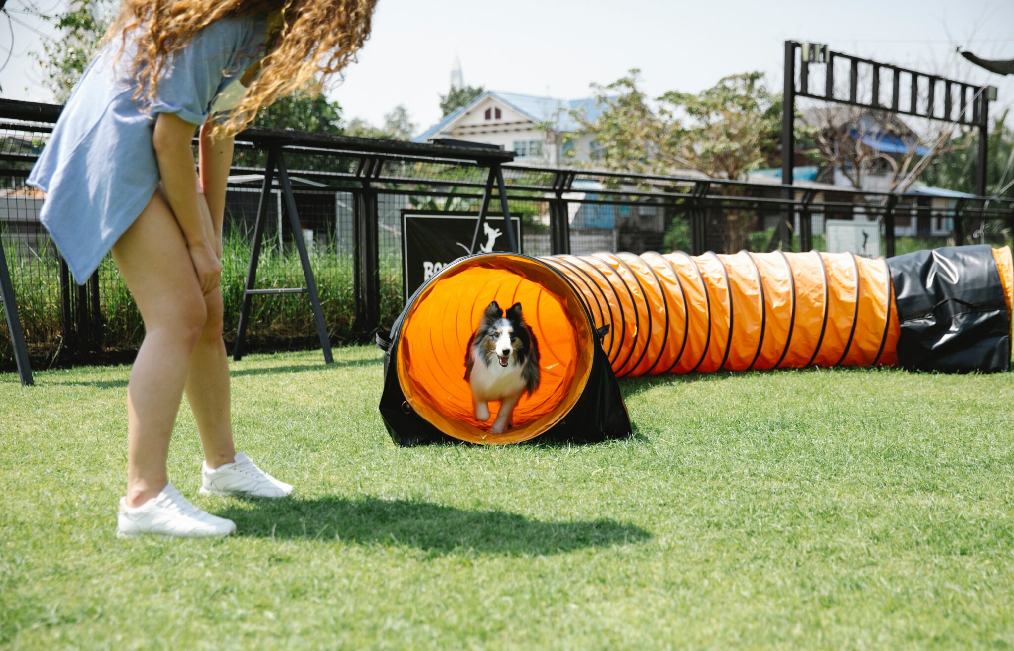 small dog competing in a dog show