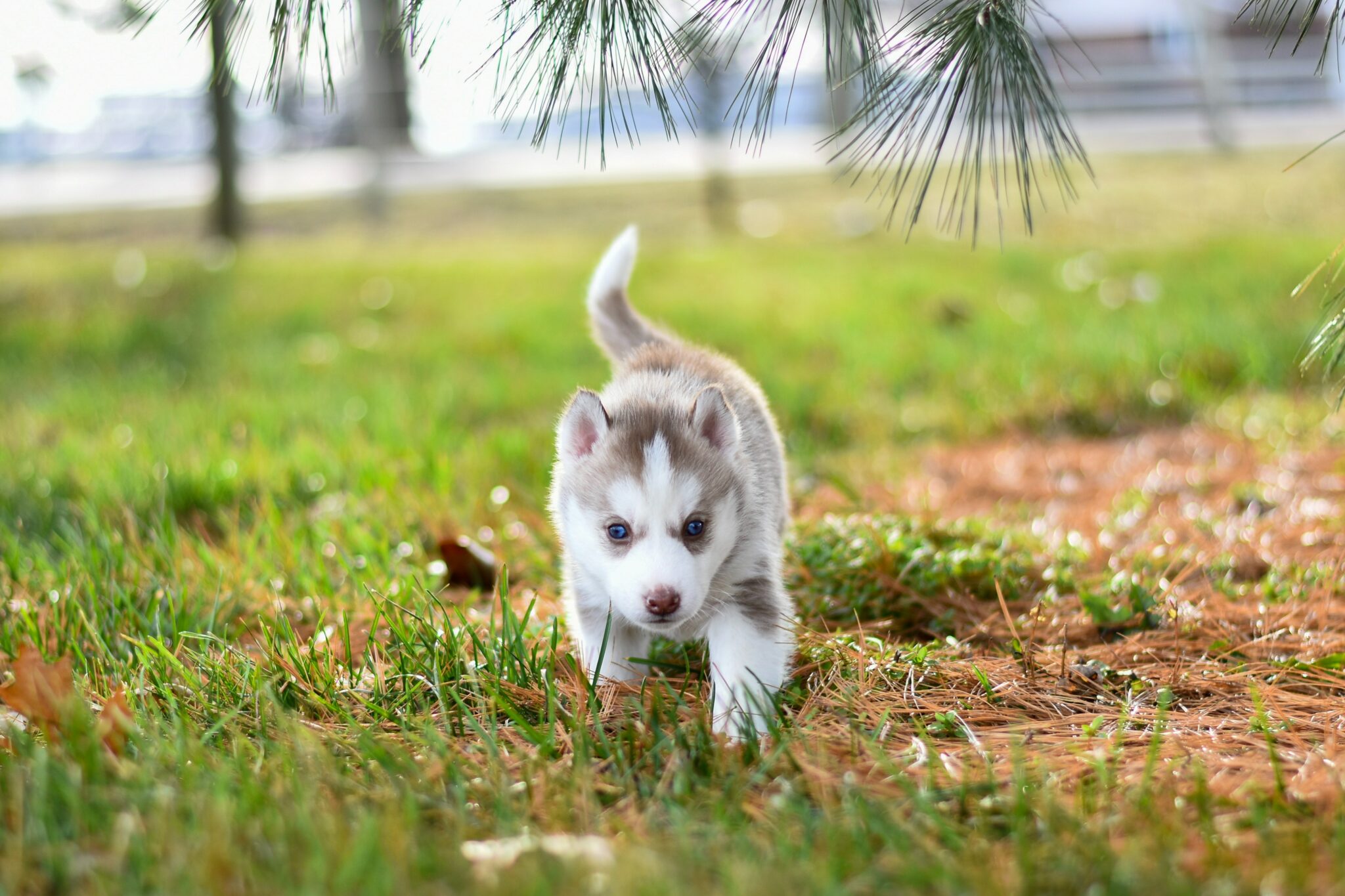 well behaved puppy with blue eyes playing in the grass