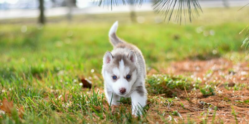 well behaved puppy with blue eyes playing in the grass