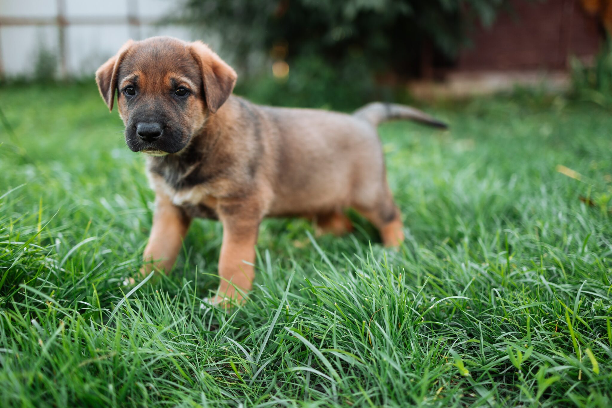 brown puppy standing on grass
