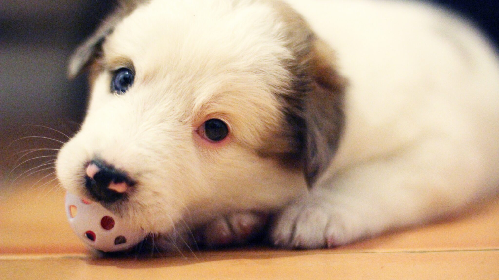 small white puppy playing with a toy ball