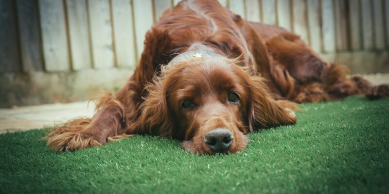 anxious looking dog laying down on grass