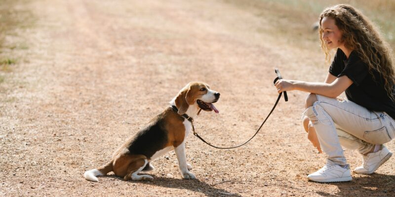 dog behaving well and sitting on grass for owner