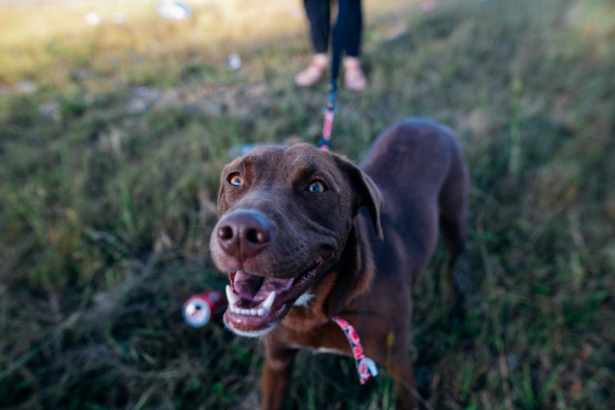 medium sized brown dog smiling up at camera