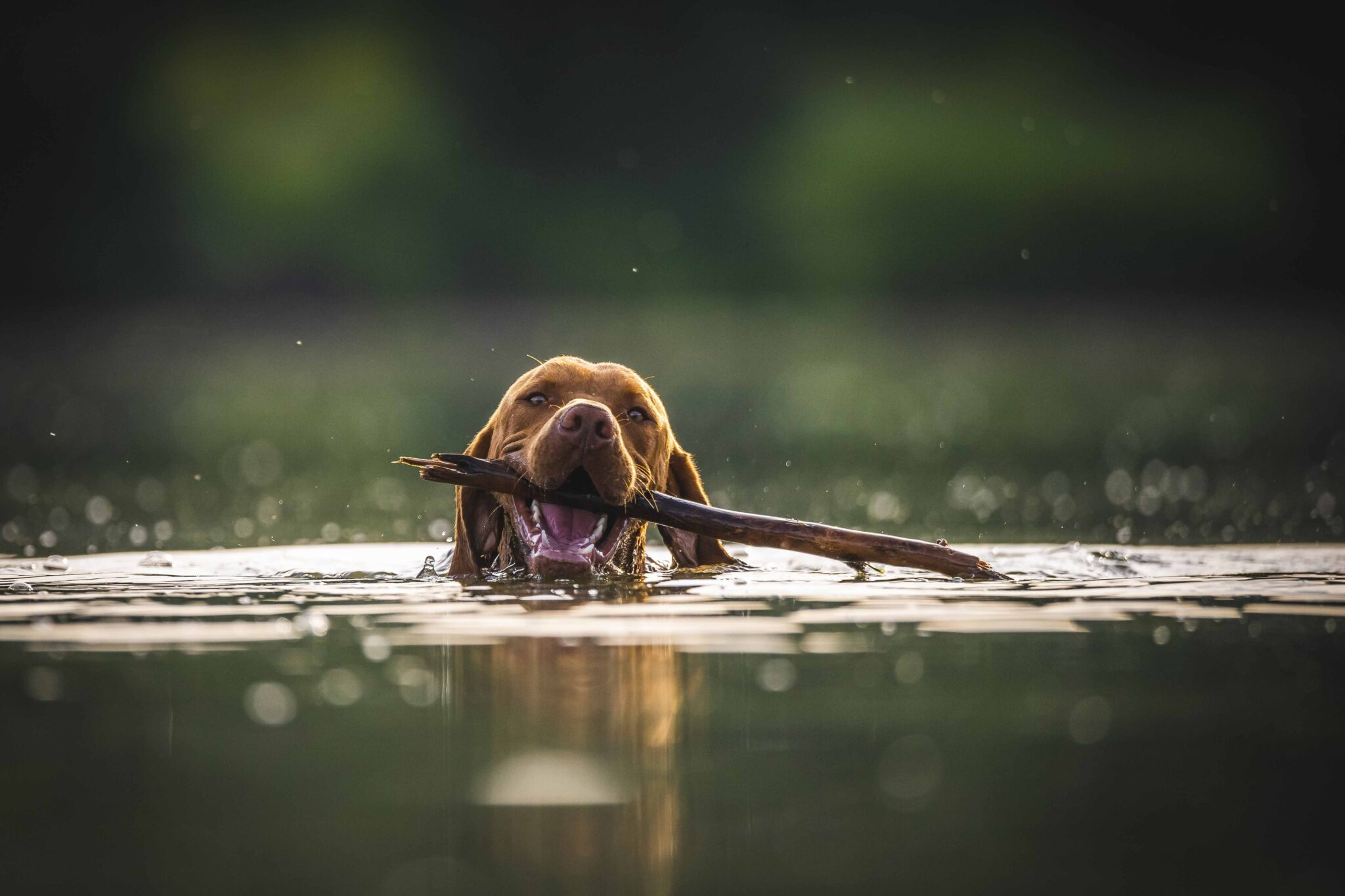 dog swimming with a stick in mouth
