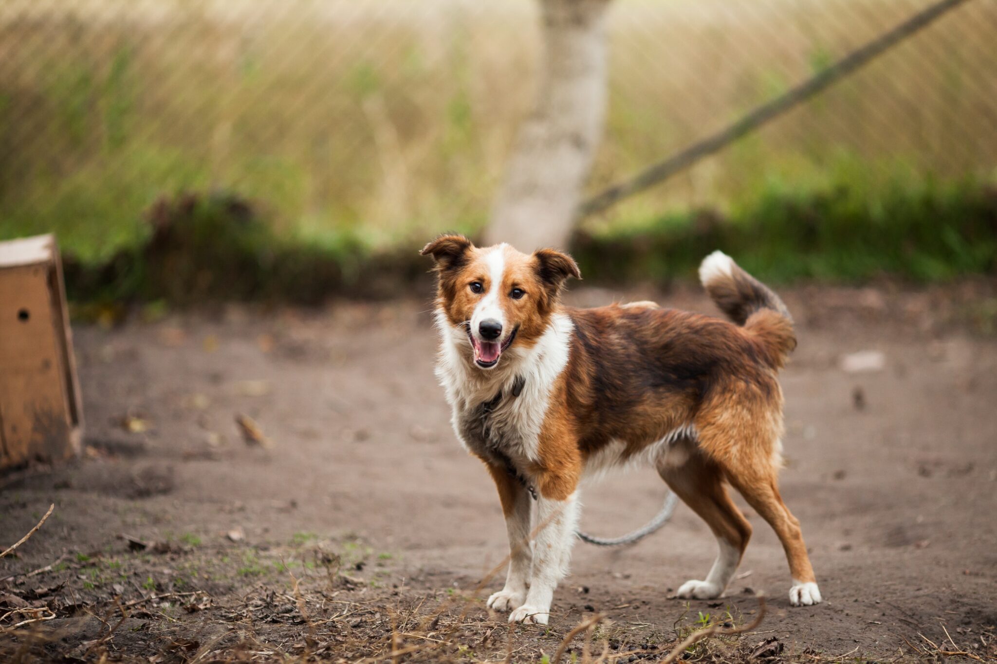 well behaved dog smiling as it stands outside