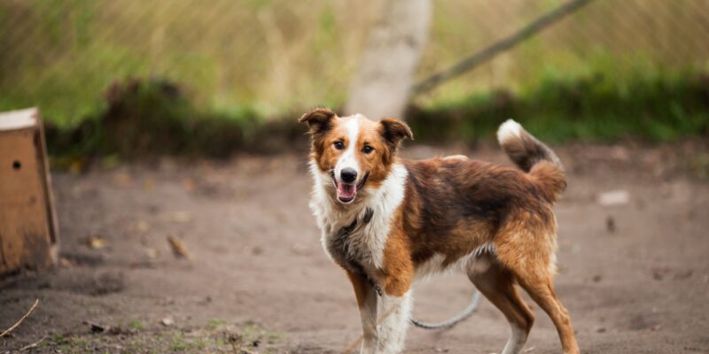 well behaved dog smiling as it stands outside