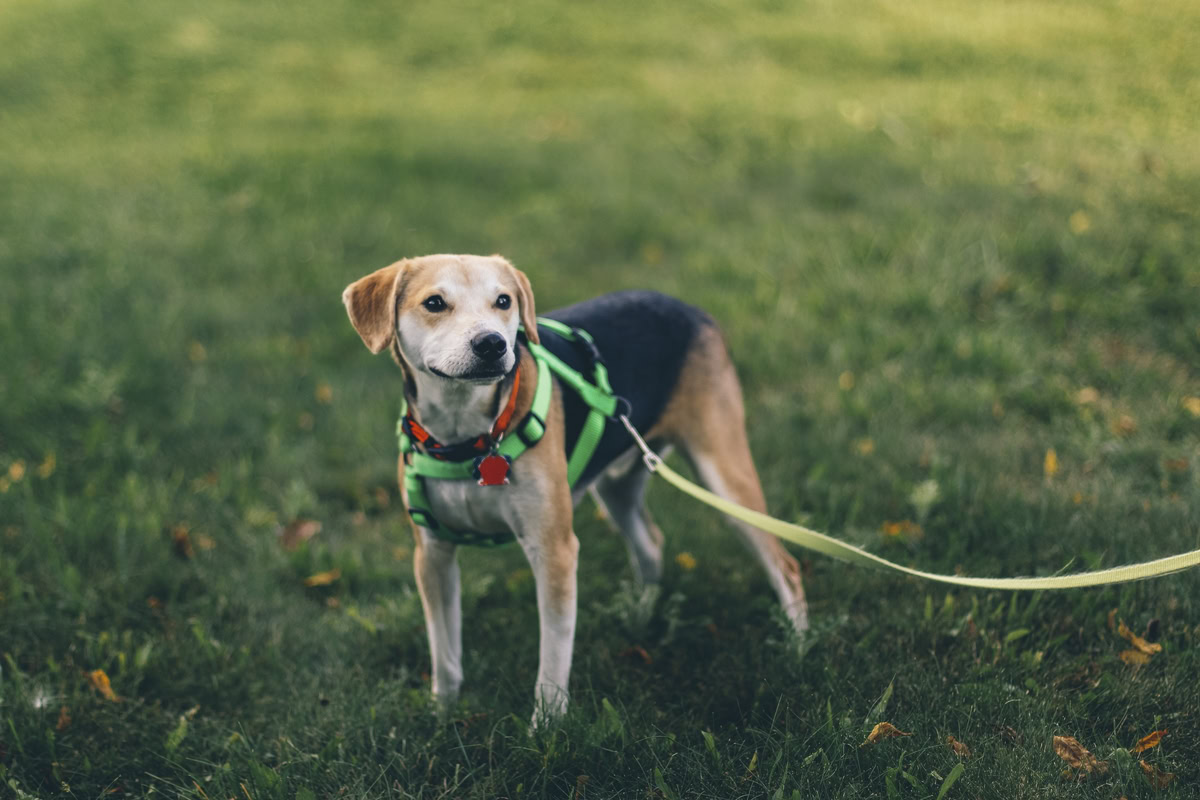 Ideal Leash Enhancing Leash Etiquette: Guide to Delightful Dog Walks 2 Ideal Leash Enhancing Leash Etiquette: Guide to Delightful Dog Walks 1