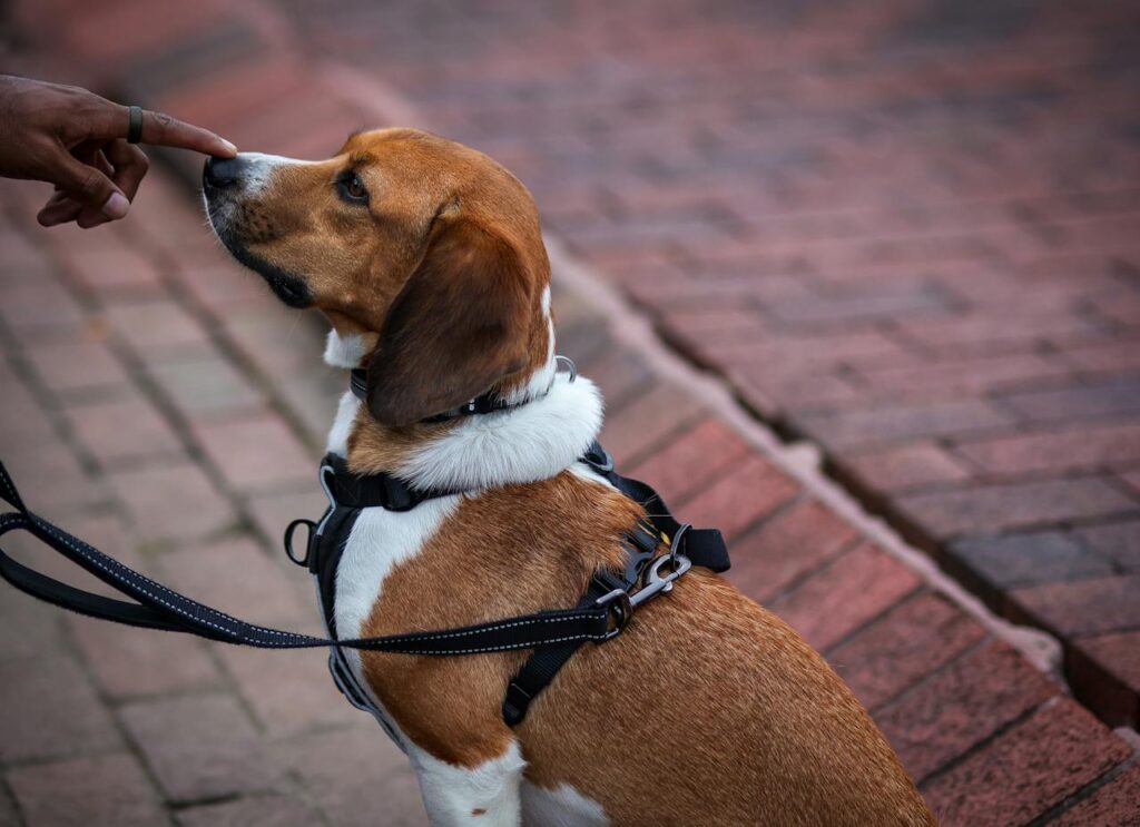 patient dog sitting down on pavement
