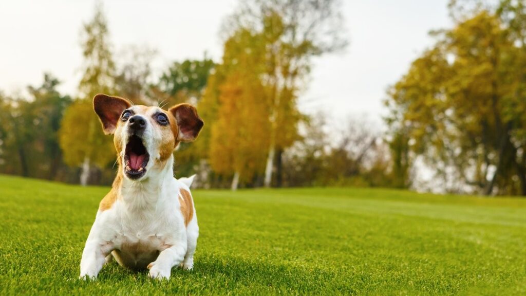 barking dogs Silence is Golden: How to Stop a Dog Barking Through Proven Methods 3