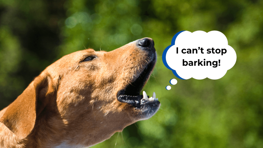 cannot stop barking Silence is Golden: How to Stop a Dog Barking Through Proven Methods 1