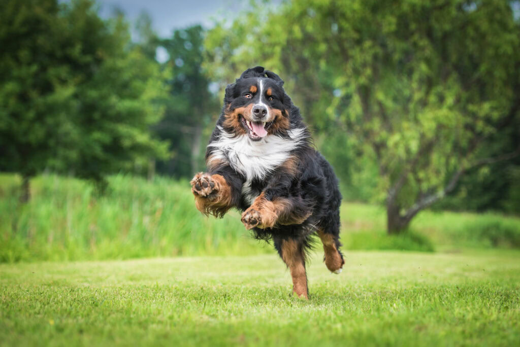 dog training mistakes at allbreeds
