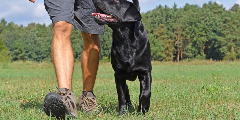 mistakes when obedience training at Allbreeds