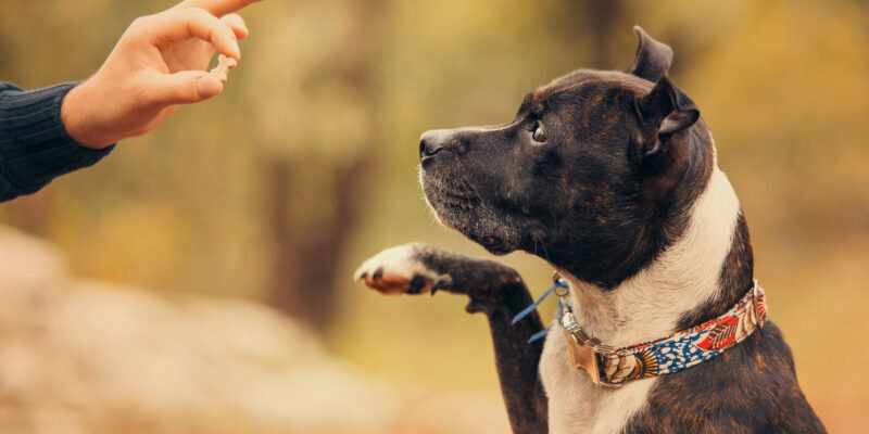 learn more about dog behavioural training
