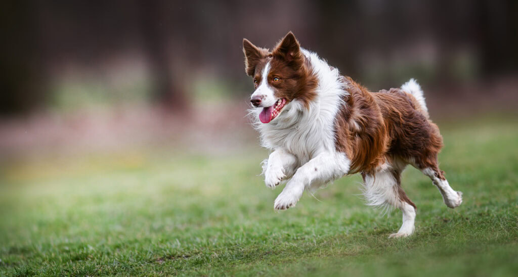 3 signs you need dog training at Allbreeds
