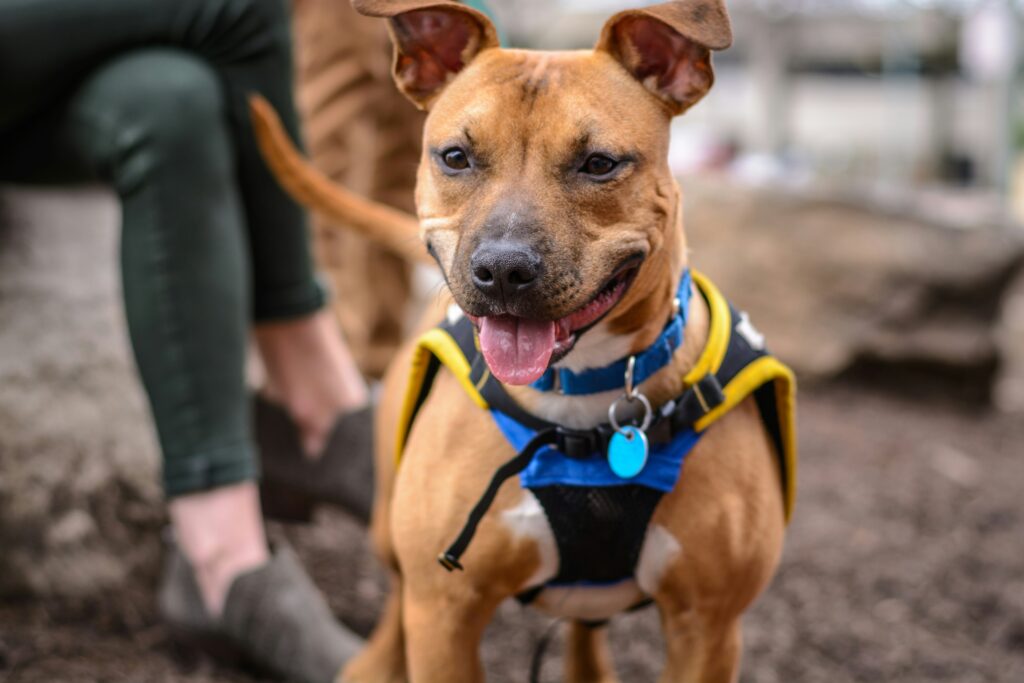 courtney roberson lirx2dmsvHM unsplash How to Use a Long Lead While Training Your Dog 1