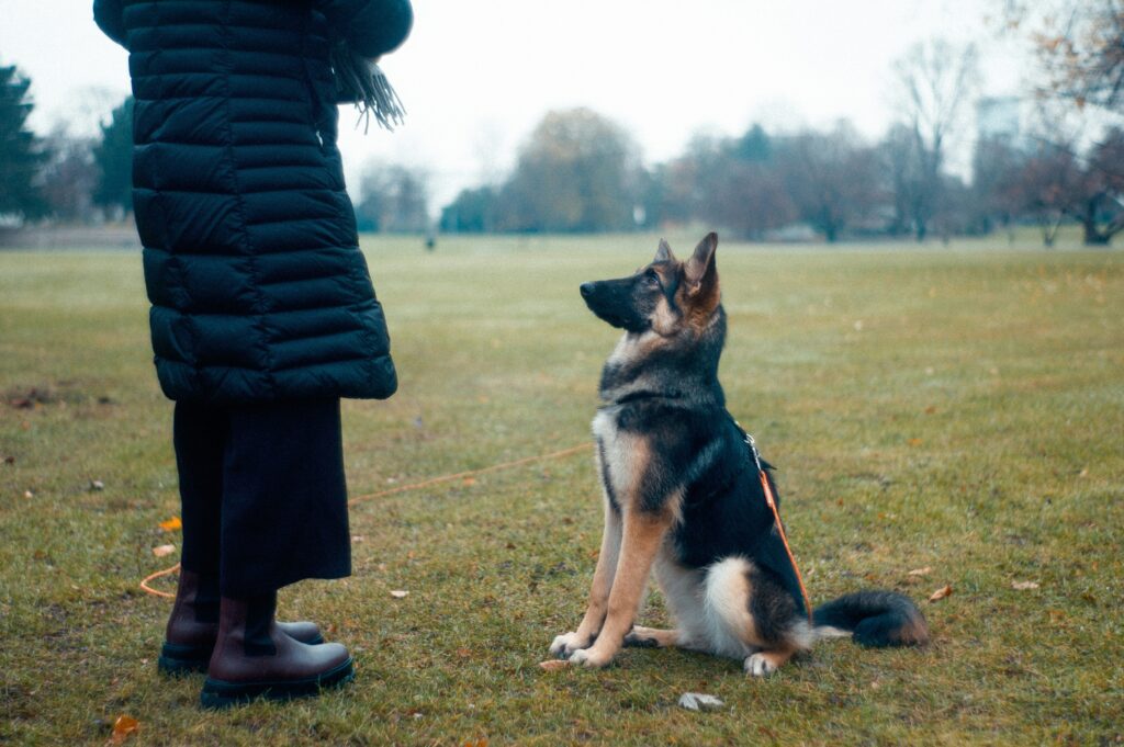 john tuesday 5q7G1zwQvtY unsplash 5 Common Mistakes in Dog Obedience Training and How to Avoid Them 1